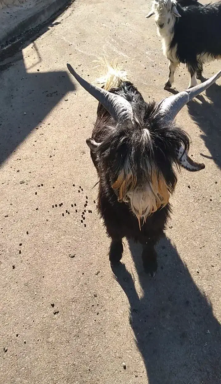 کهره داشتی|حیوانات مزرعه|ایذه, |دیوار