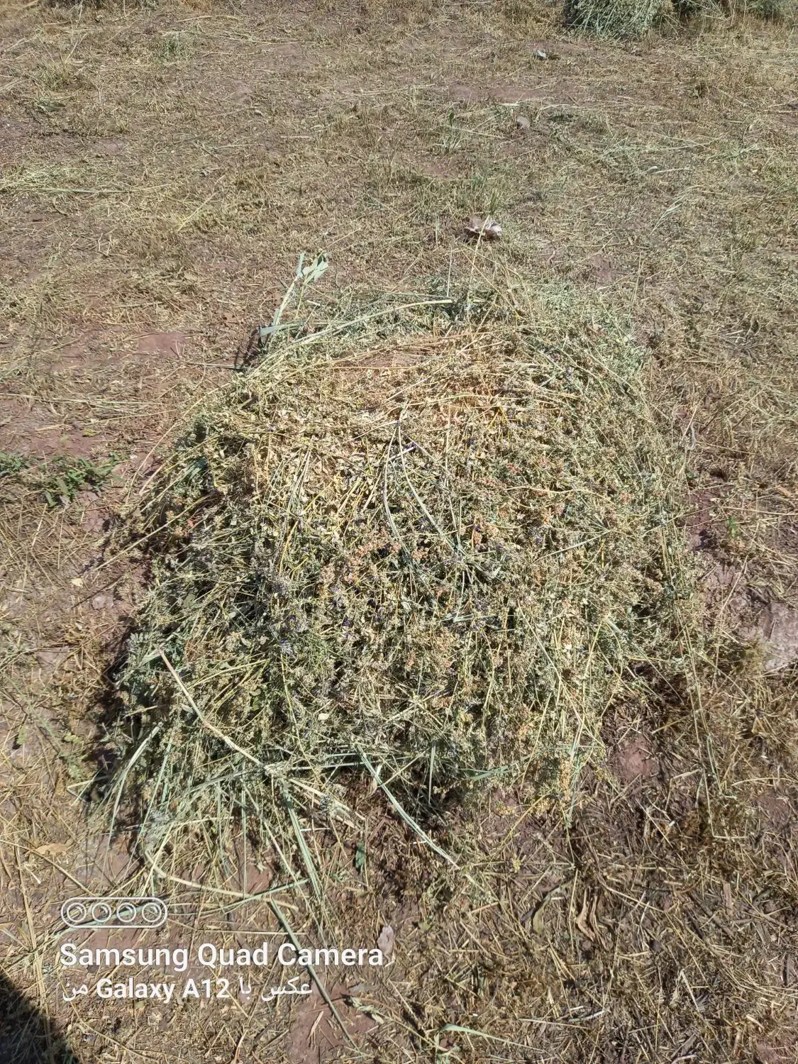 علف حیوانات فروشی|لوازم جانبی حیوانات|تسوج, |دیوار