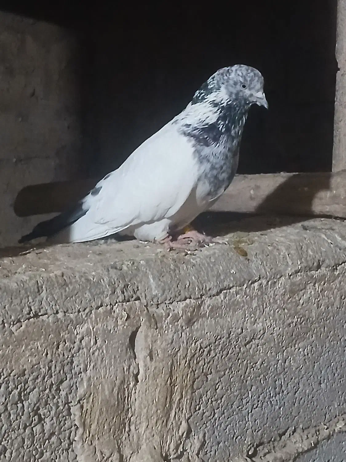 کفتر کله دمبی نر و ماده عروسک|پرنده|فارسان, |دیوار