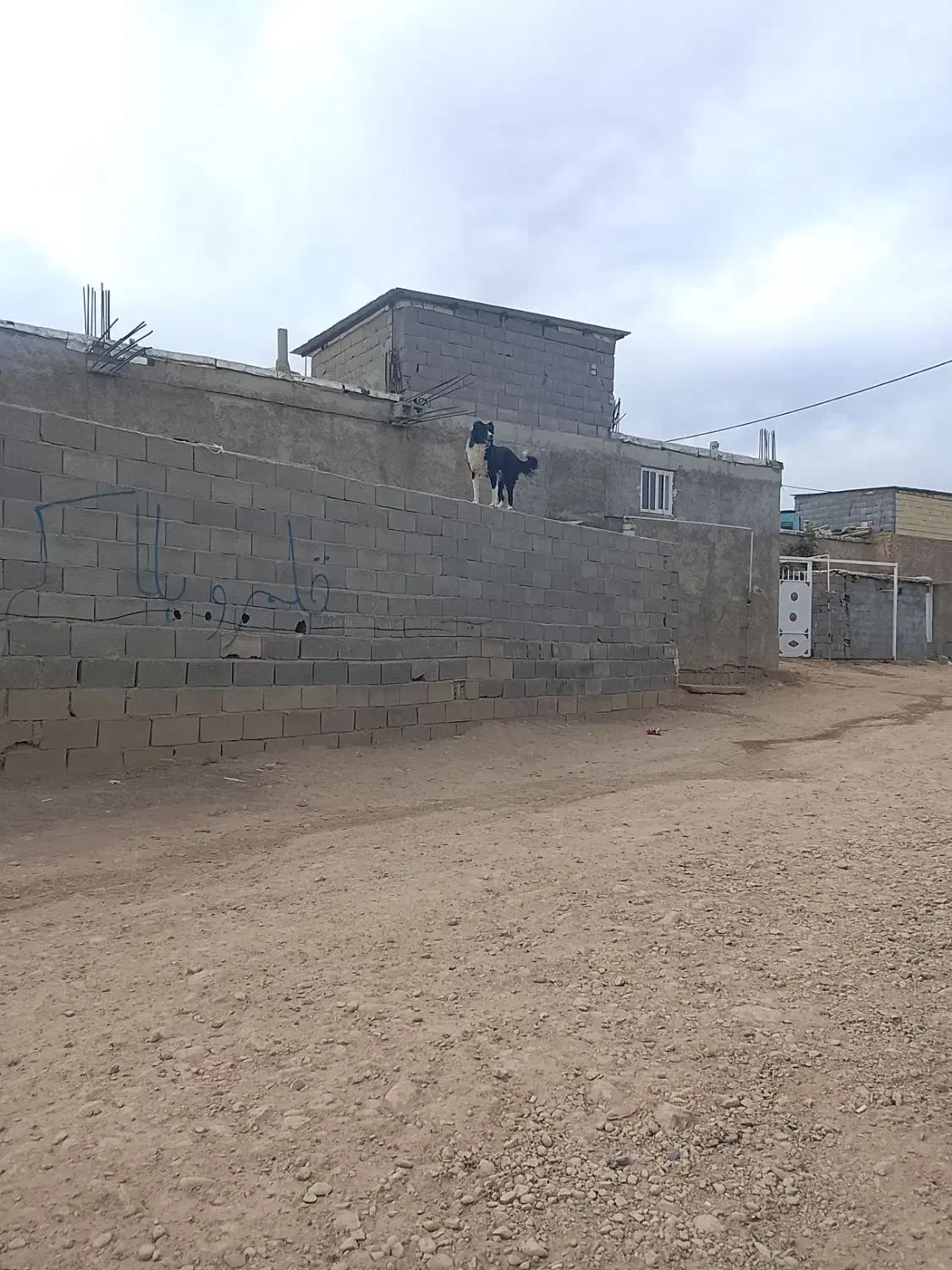 واگذاری سگ قدریجونی چنبر|سگ|لردگان, |دیوار