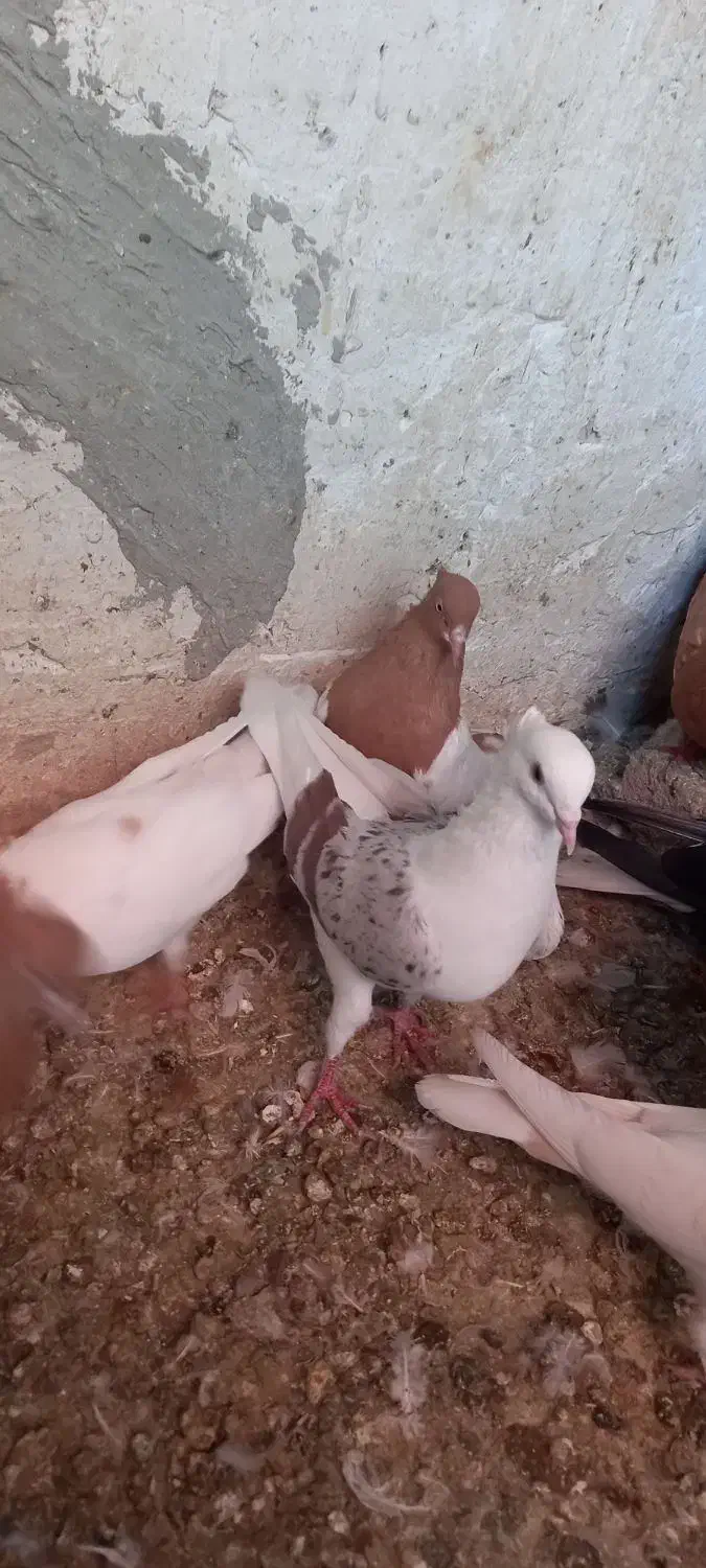 ماده زاغ دم سفید نر پلنگ ماده کله‌ی|پرنده|دورود, |دیوار