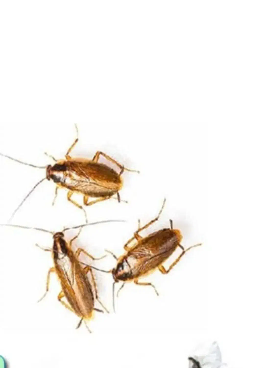 سمپاشی حشرات سم پاشی ساس سوسک تضمینی|خدمات نظافت|قم, انسجام|دیوار