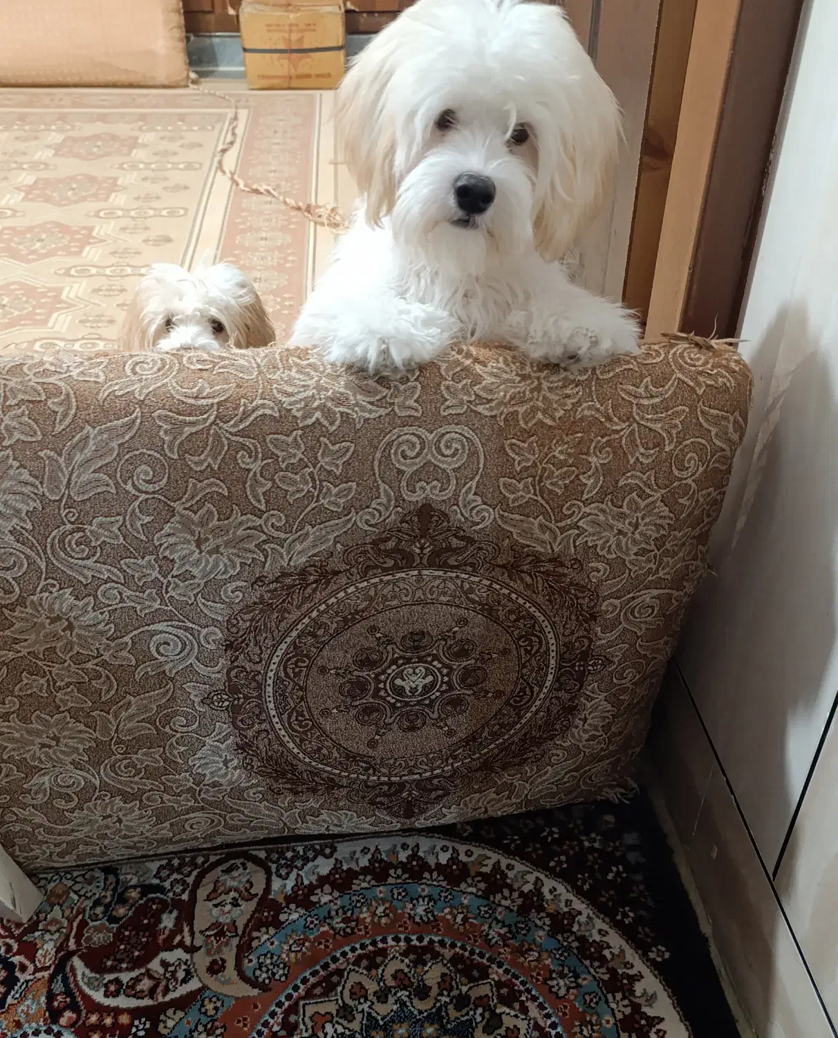 واگذاری توله نر پودل تریر|سگ|مسجد سلیمان, |دیوار