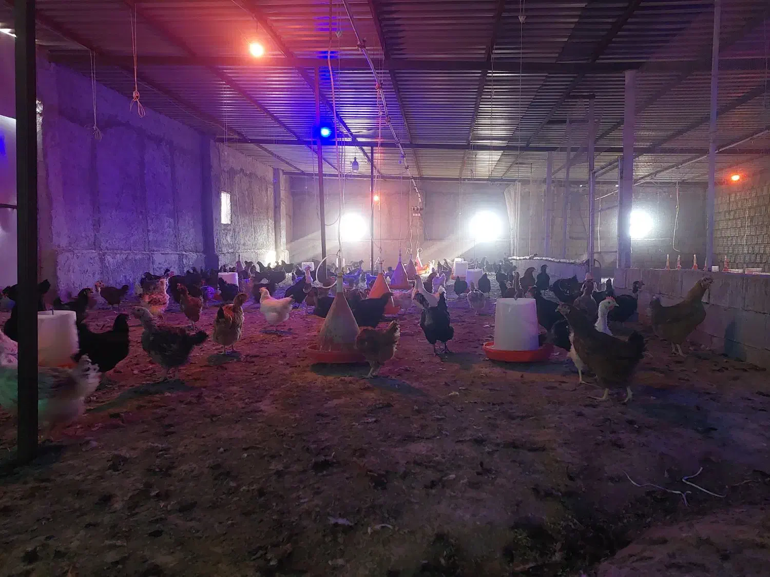 مرغ محلی زنده|حیوانات مزرعه|برازجان, |دیوار