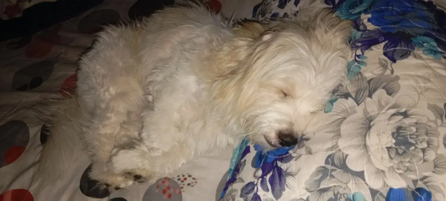 سگ خونگی دستی|سگ|گلستان (تهران), |دیوار