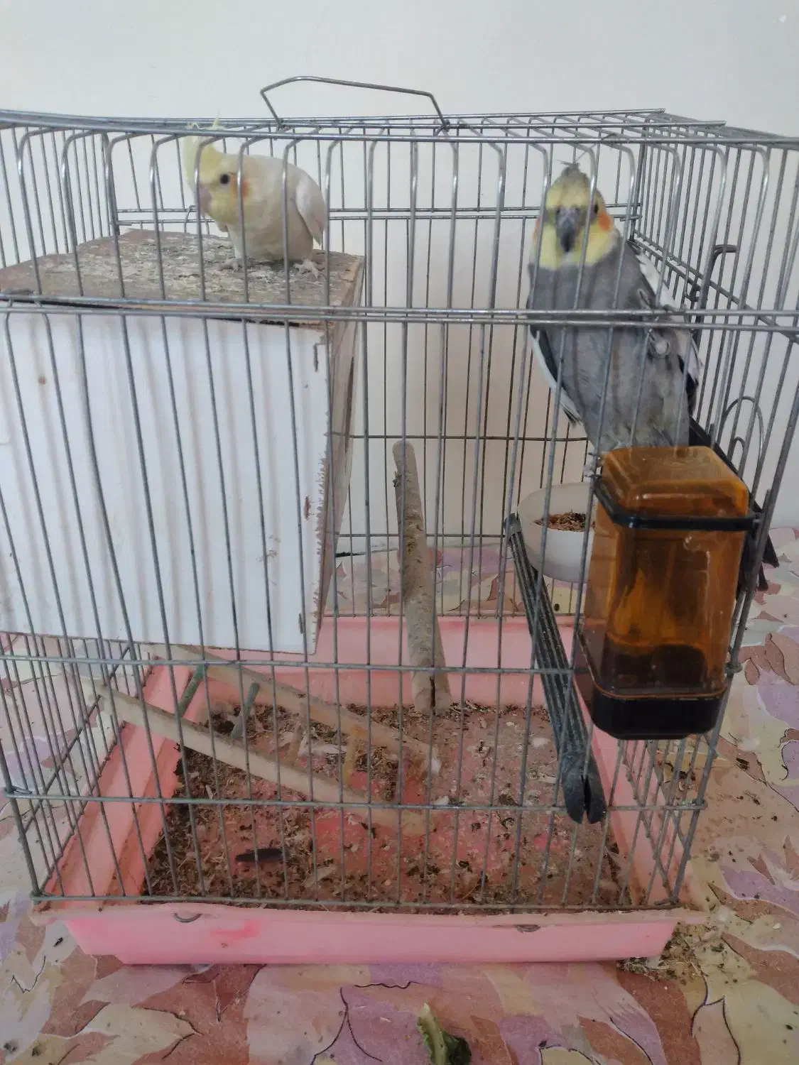 ۲عدد عروس هلندی|پرنده|ابهر, |دیوار