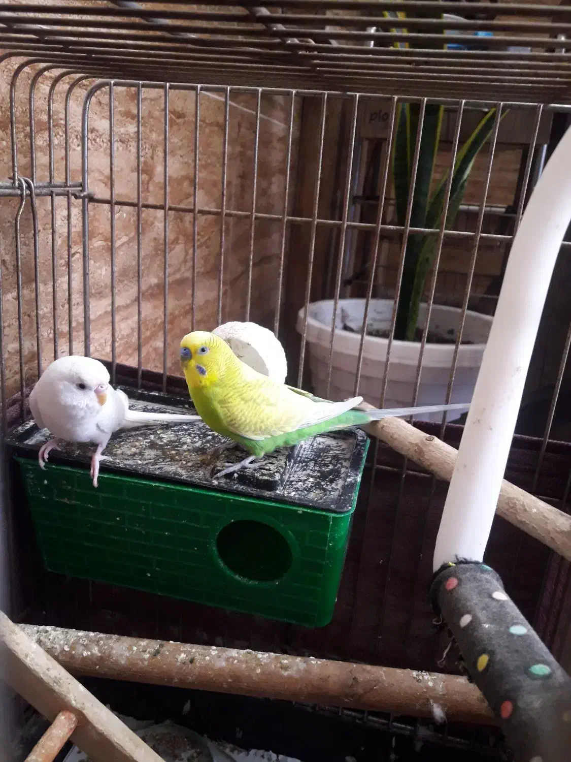 جفت مرغ عشق|پرنده|رشت, فلسطین|دیوار