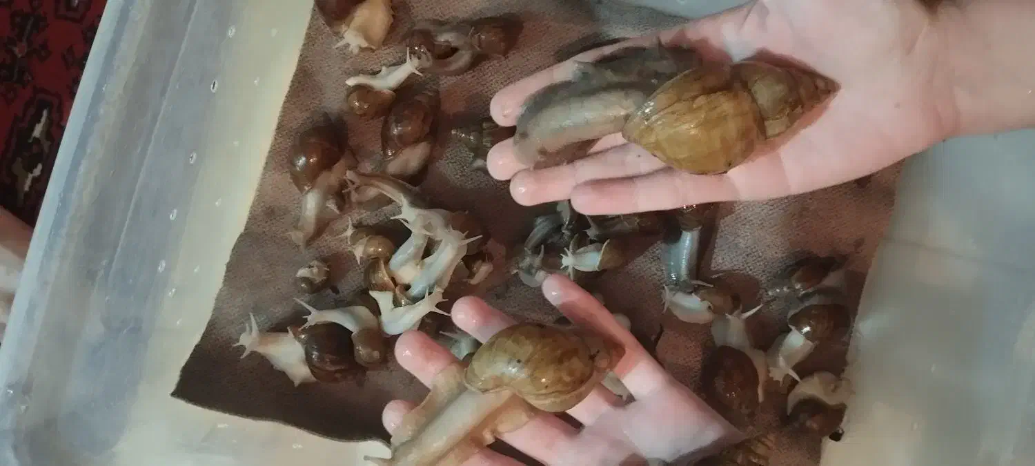 حلزون|خزنده|ملایر, |دیوار