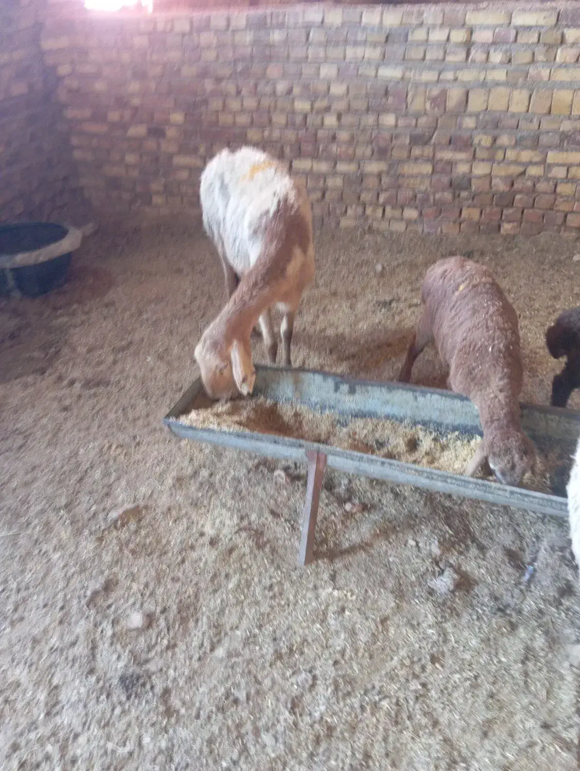 سه میش مغانی دوتاعربی66000000|حیوانات مزرعه|تربت جام, کلالی|دیوار