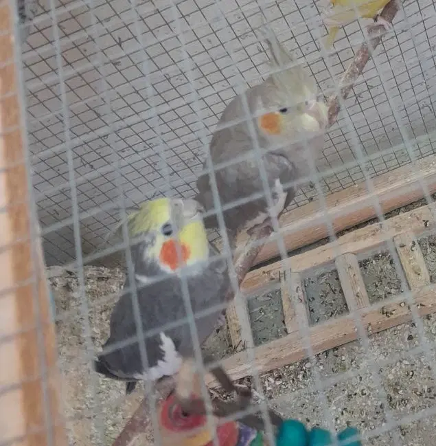 بستک|پرنده|بستک, |دیوار