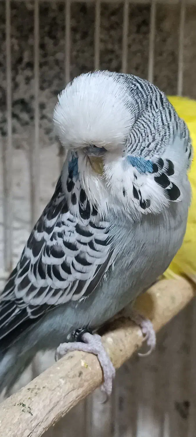 جوجه مرغ عشق انگلیسی نر|پرنده|تهران, وردآورد|دیوار