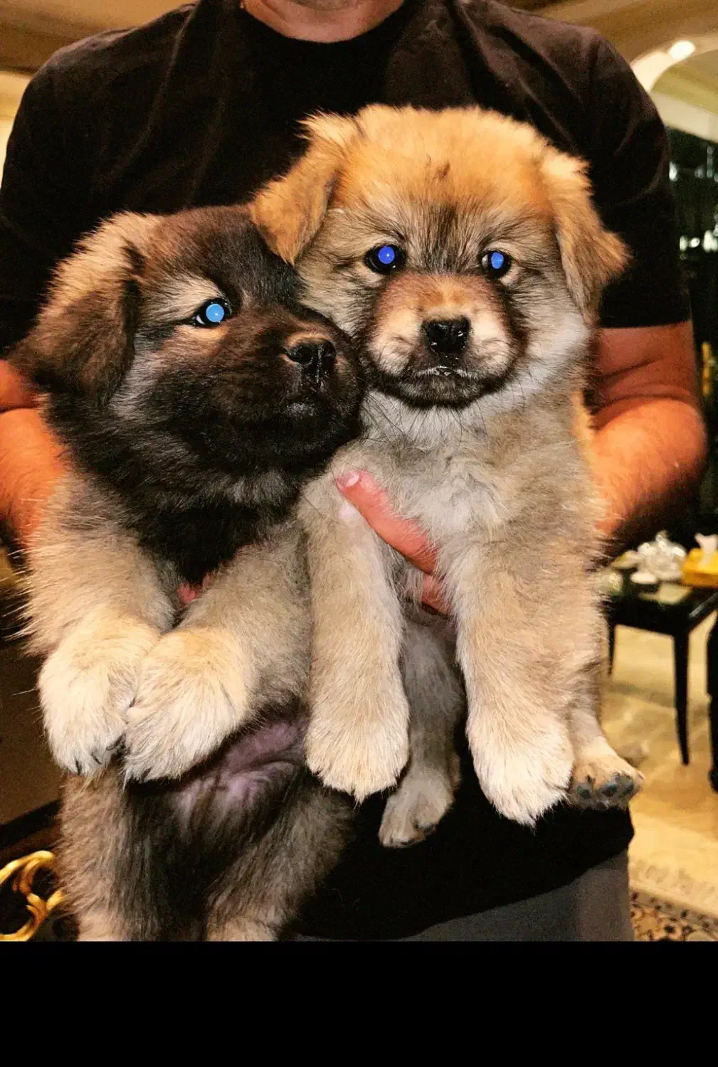 سگ چاو چاو|سگ|تهران, سازمان آب|دیوار