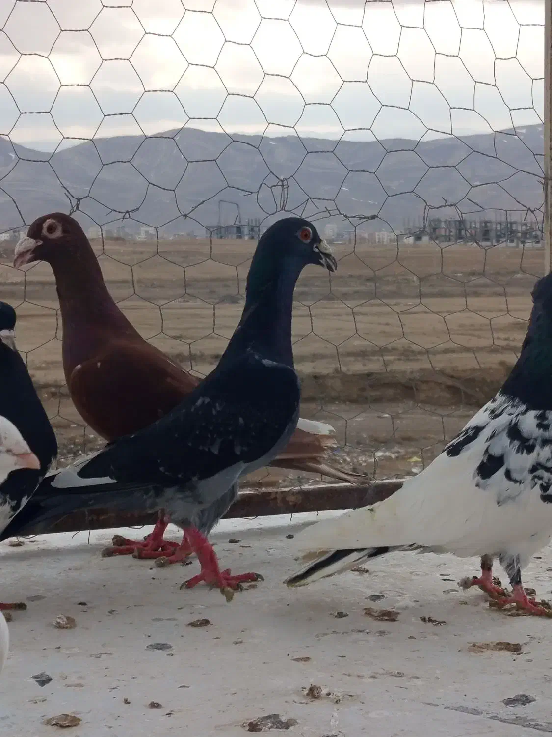 کفتر|پرنده|شیروان (خراسان), |دیوار