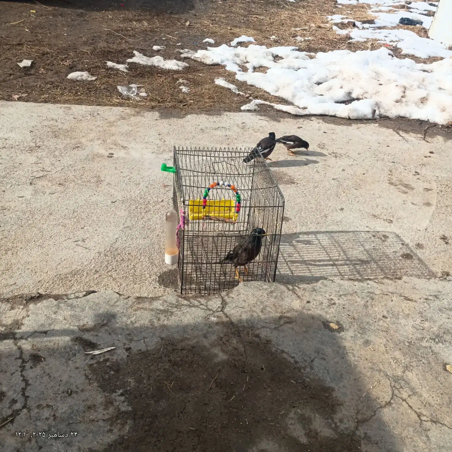 مینا|پرنده|رضویه, |دیوار