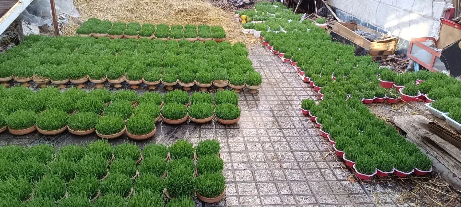 پخش و تولید سفالی|گل و گیاه طبیعی|مشهد, ویلاشهر|دیوار