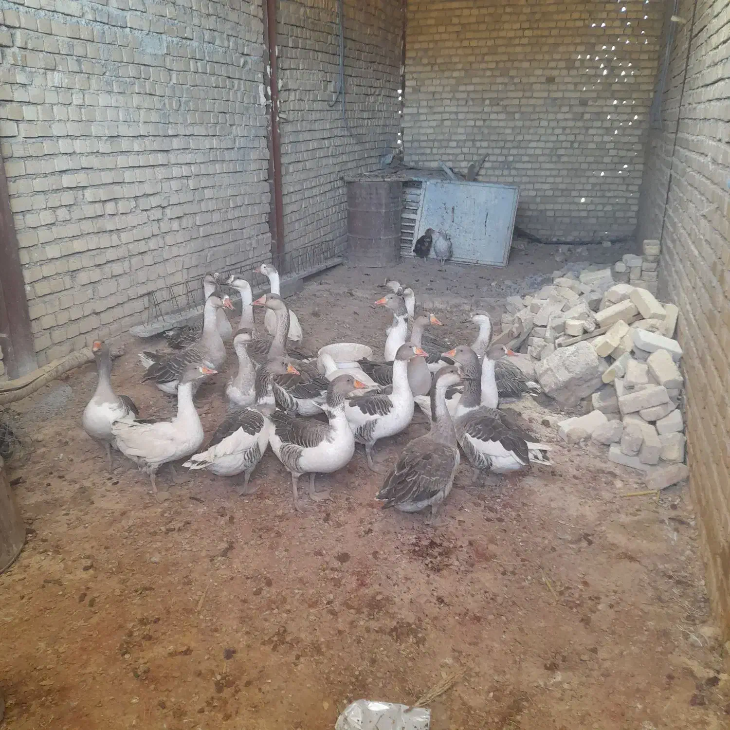 غاز|حیوانات مزرعه|فیروزآباد (لرستان), |دیوار