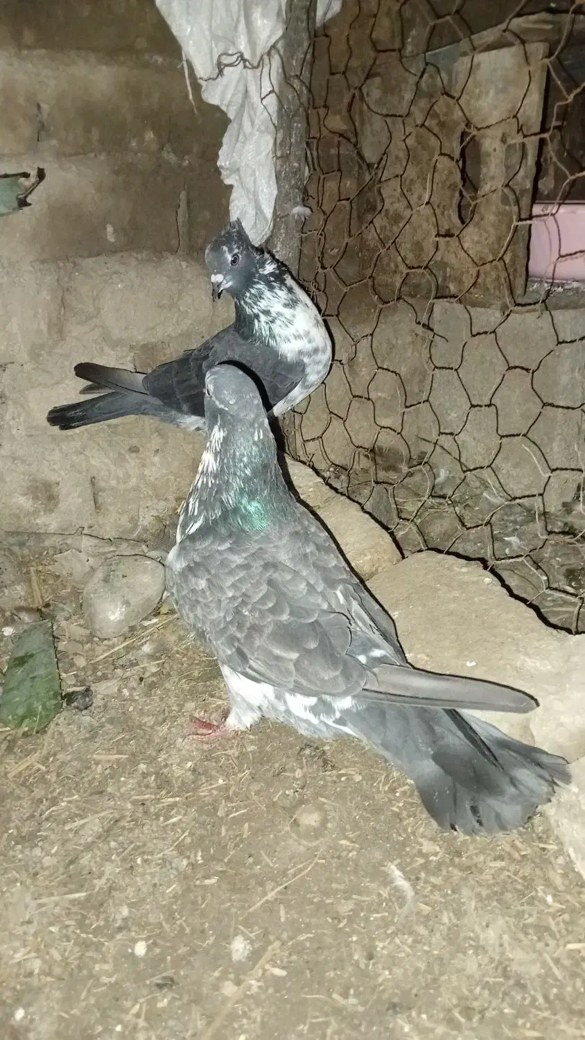 کبوتر پرشی|پرنده|مزرعه کتول, |دیوار