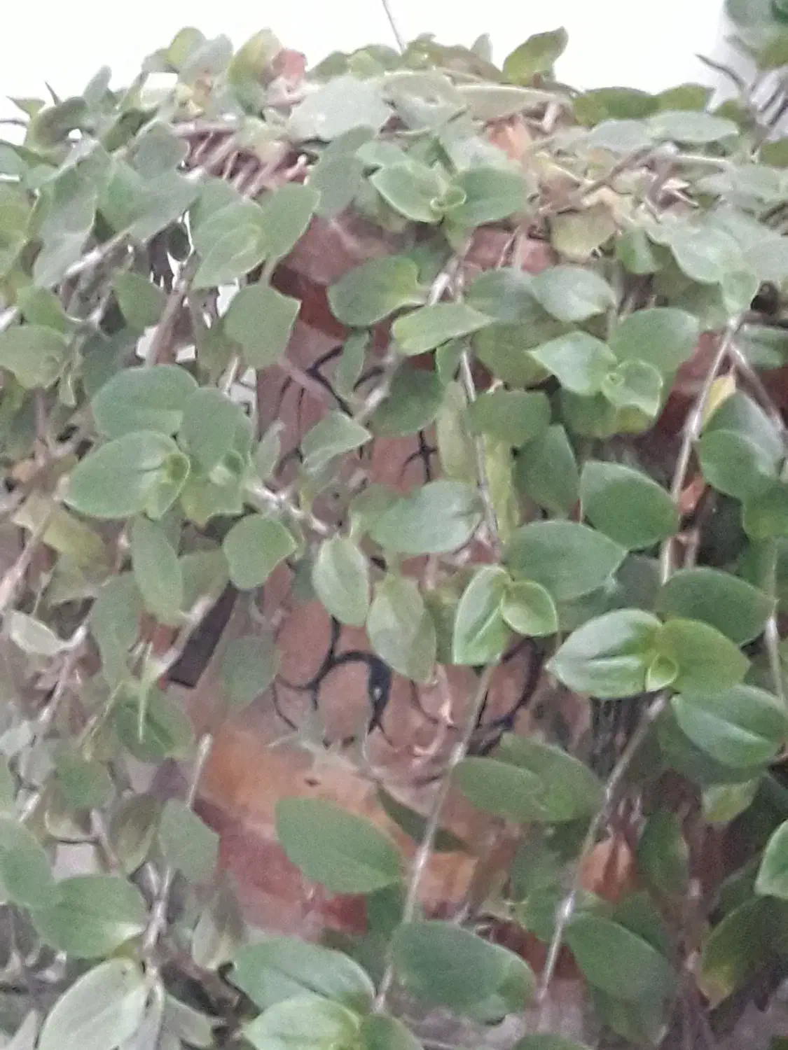 علفزنی|خدمات باغبانی و درختکاری|اندیمشک, |دیوار