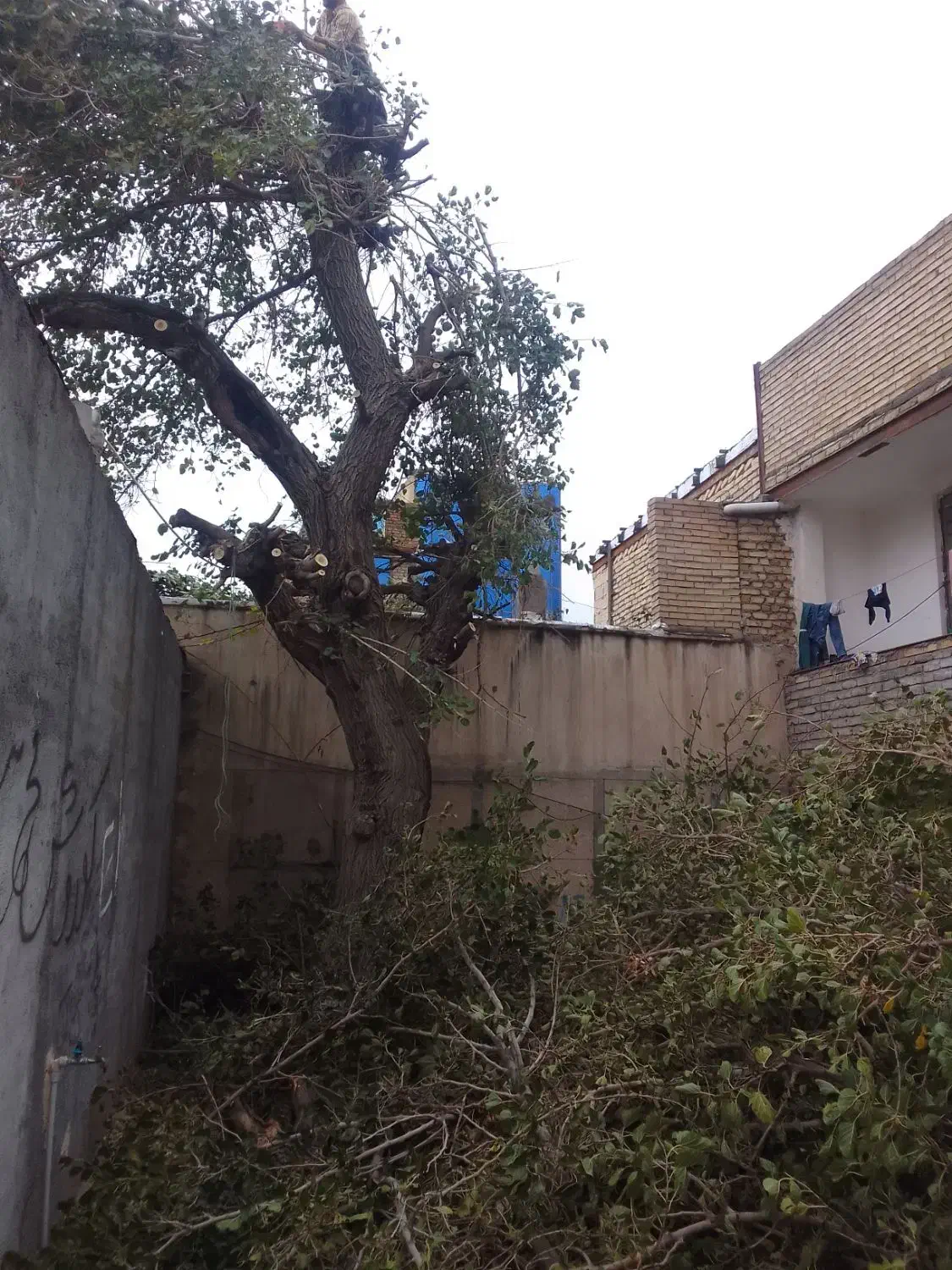 خریدچوب ودرخت قطع وهرس.حرس چوب سقفی|خدمات باغبانی و درختکاری|مشهد, دوست آباد|دیوار