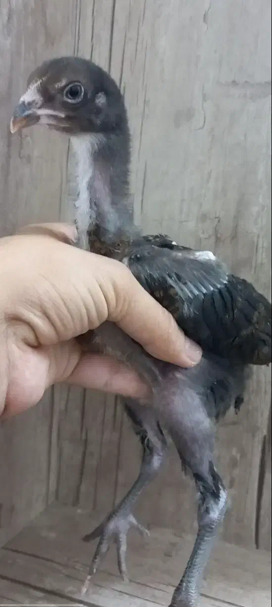 جوجه لاری اصیل|حیوانات مزرعه|تهران, جوادیه|دیوار