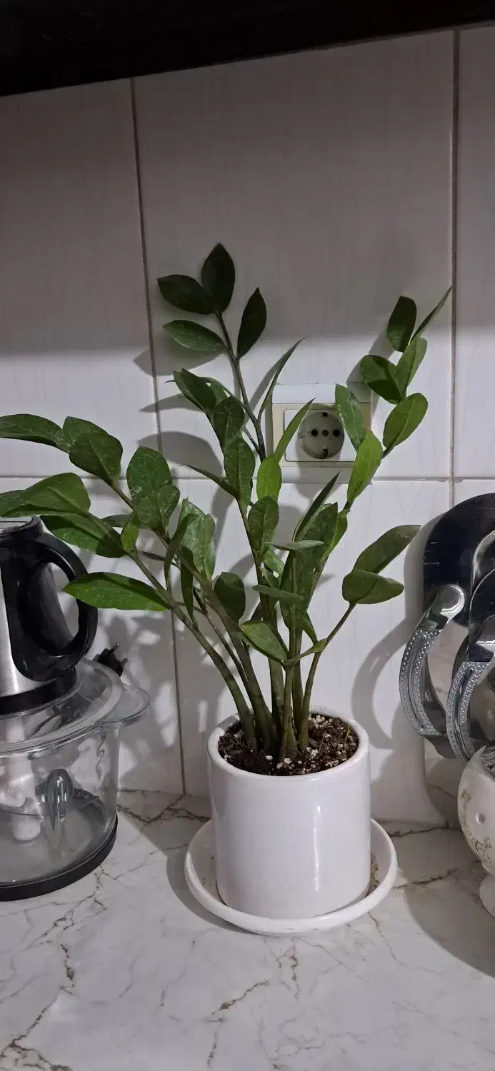 گل زامفولیا|گل و گیاه طبیعی|بیرجند, |دیوار