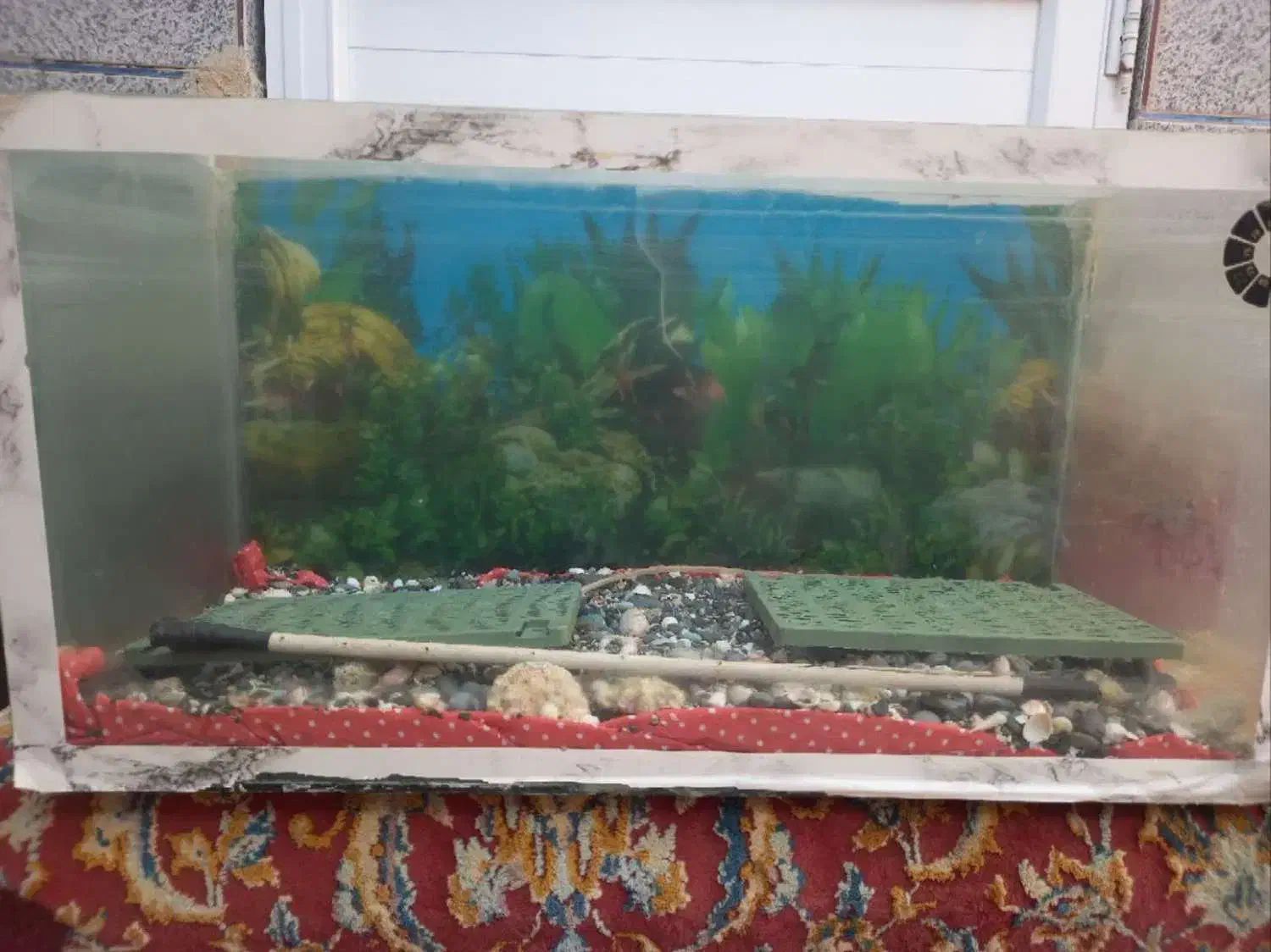 اکواریوم|ماهی|دامغان, |دیوار