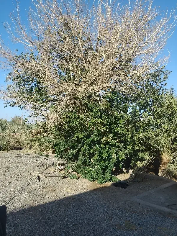 چوب. پرتقال در ریگان|گل و گیاه طبیعی|نگین کویر, |دیوار