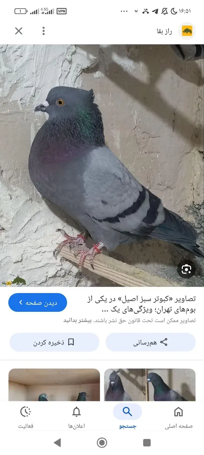 کبوتر|پرنده|شاهین‌شهر, شهرک گلدیس|دیوار