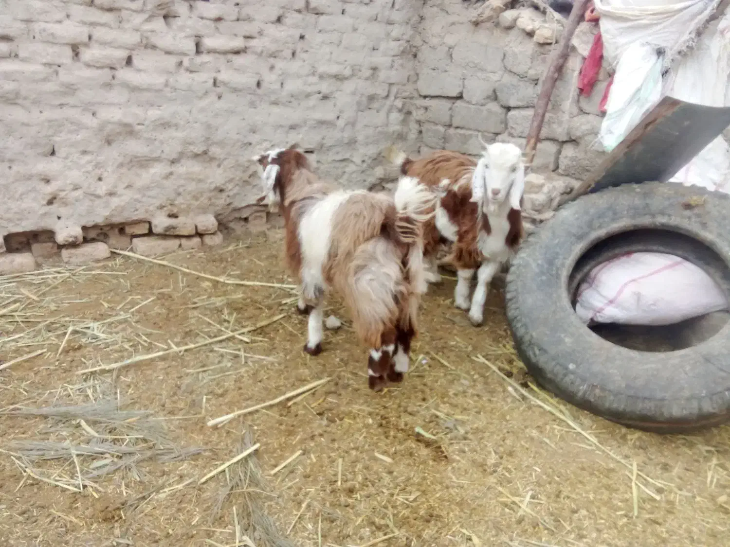 بره|حیوانات مزرعه|نیمروز, |دیوار