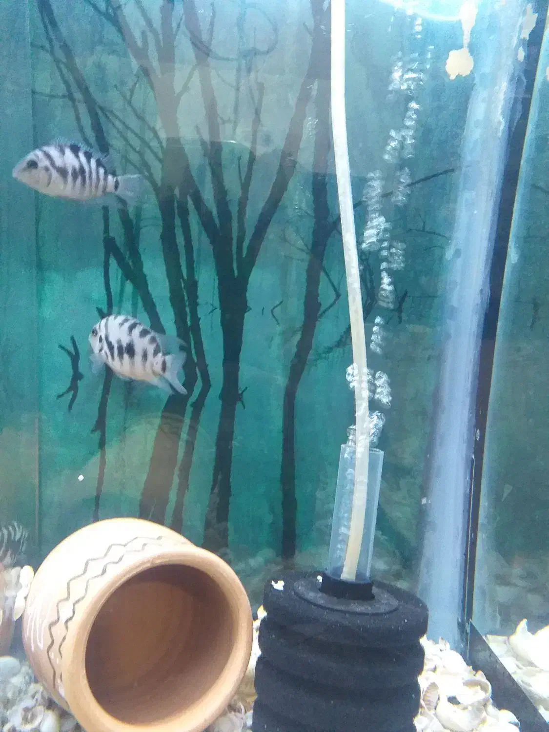 جفت سیچلاید گوره خری مولد|ماهی|اردبیل, |دیوار