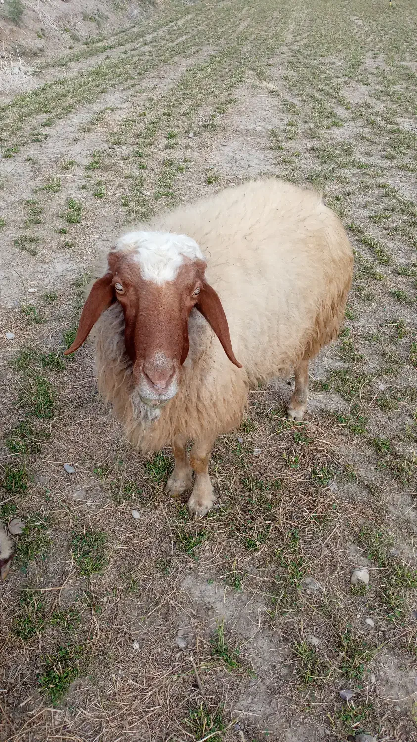 قوچ .ورن|حیوانات مزرعه|دره شهر, |دیوار