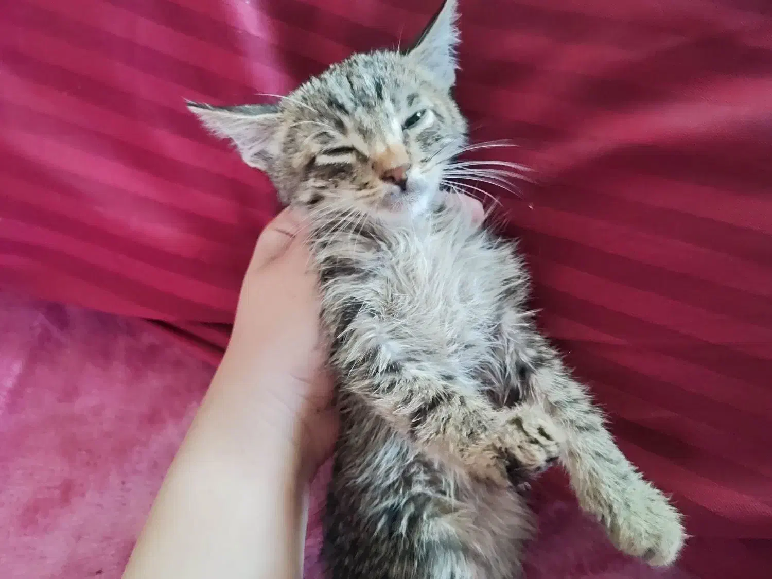 تعدادی بچه گربه خوشگل و ناز واگذاری رایگان|گربه|قم, لسانی|دیوار