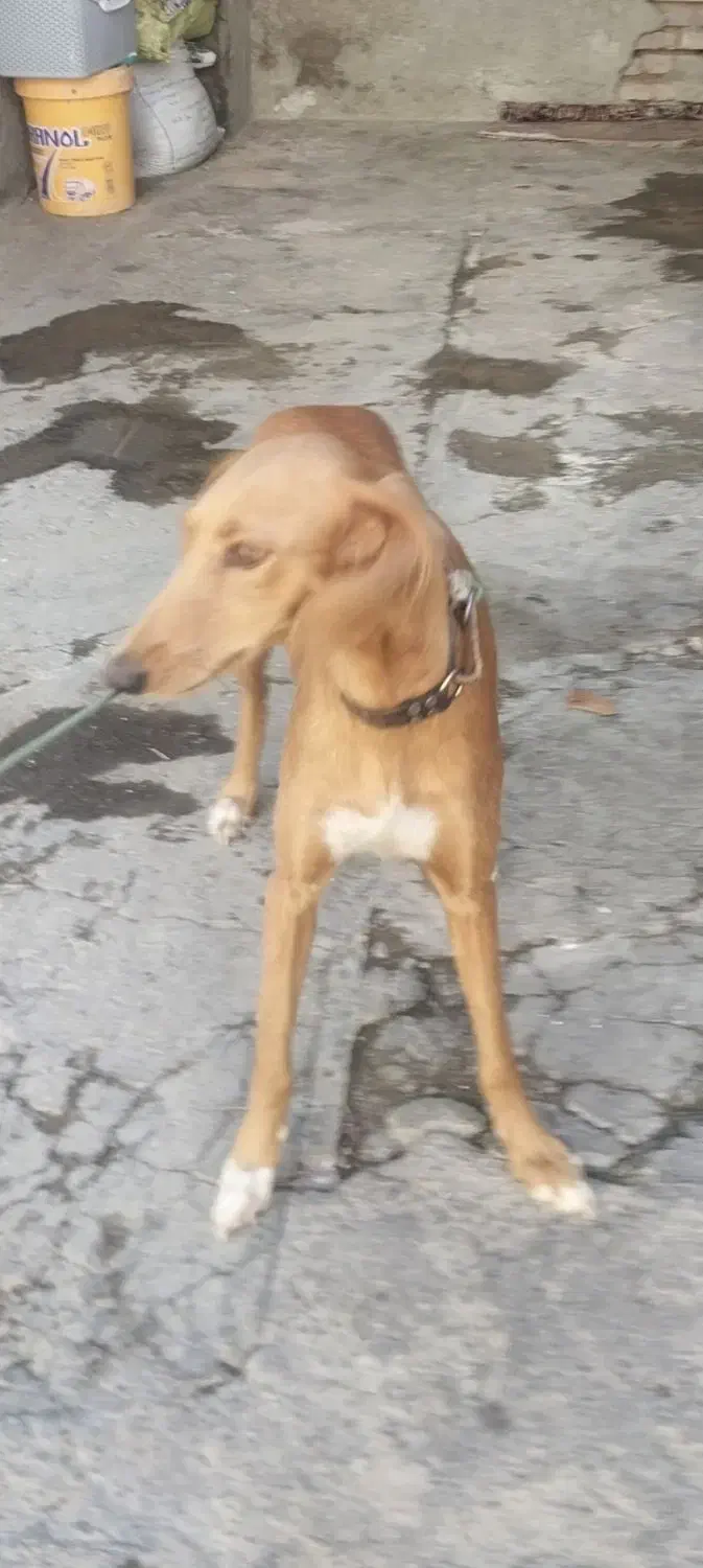 حیوانات مزرعه|سگ|کنگاور, |دیوار