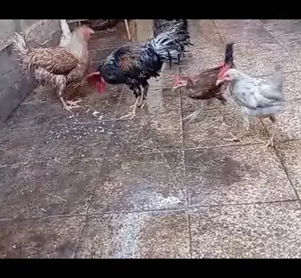 مرغ خروس|حیوانات مزرعه|اهواز, کوی مهدیس|دیوار
