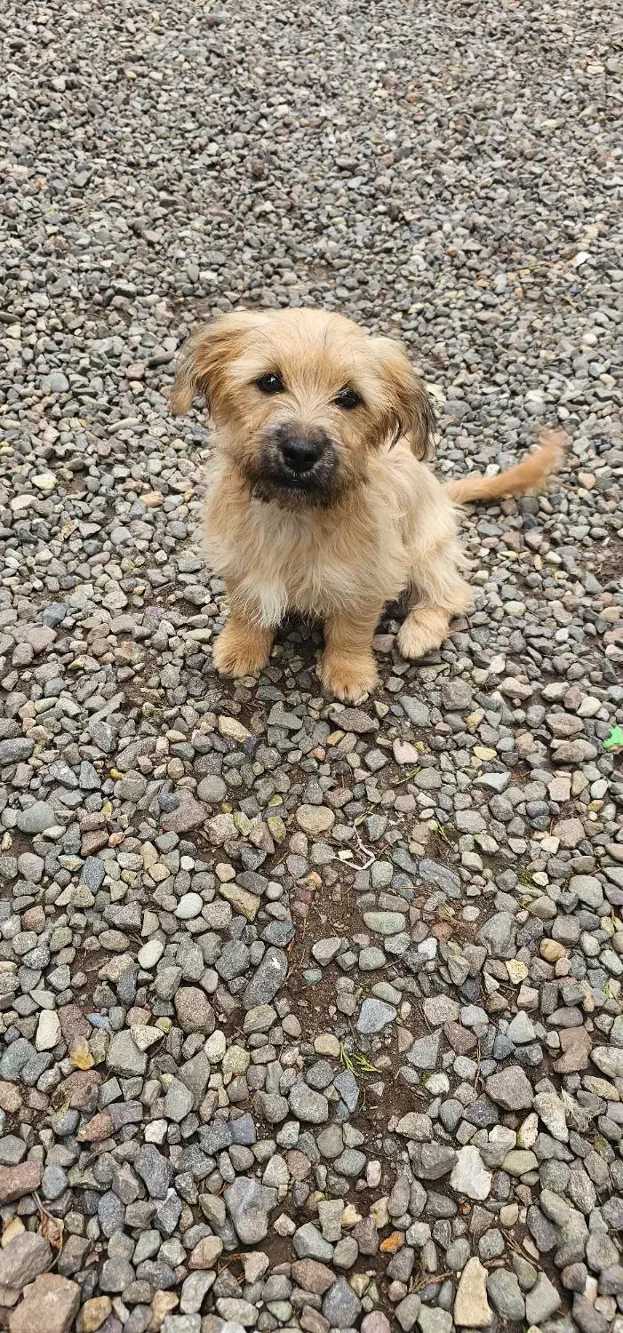 * واگذاری شیتزو تریر ماده ۶ ماهه*|سگ|رشت, حومه رشت|دیوار