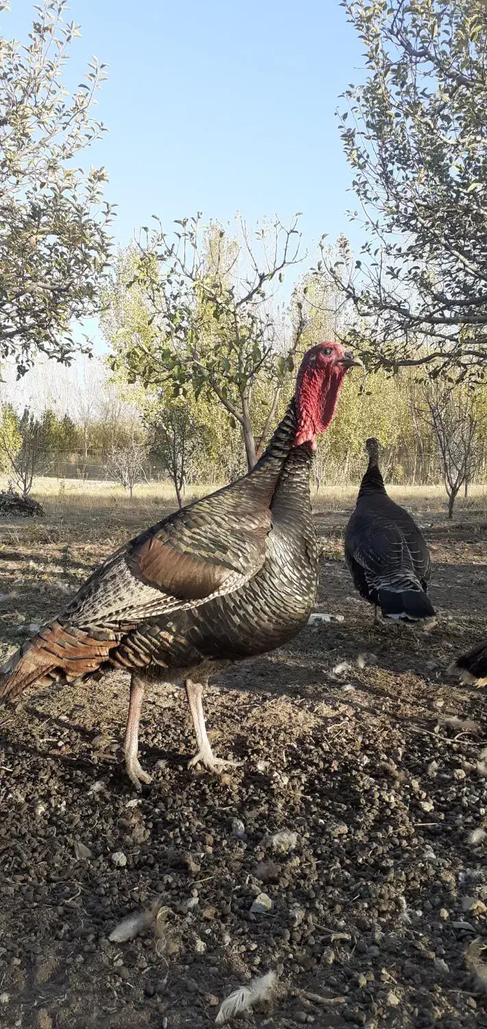 خروس محلی+بوقلمون نر|حیوانات مزرعه|مشگین شهر, |دیوار