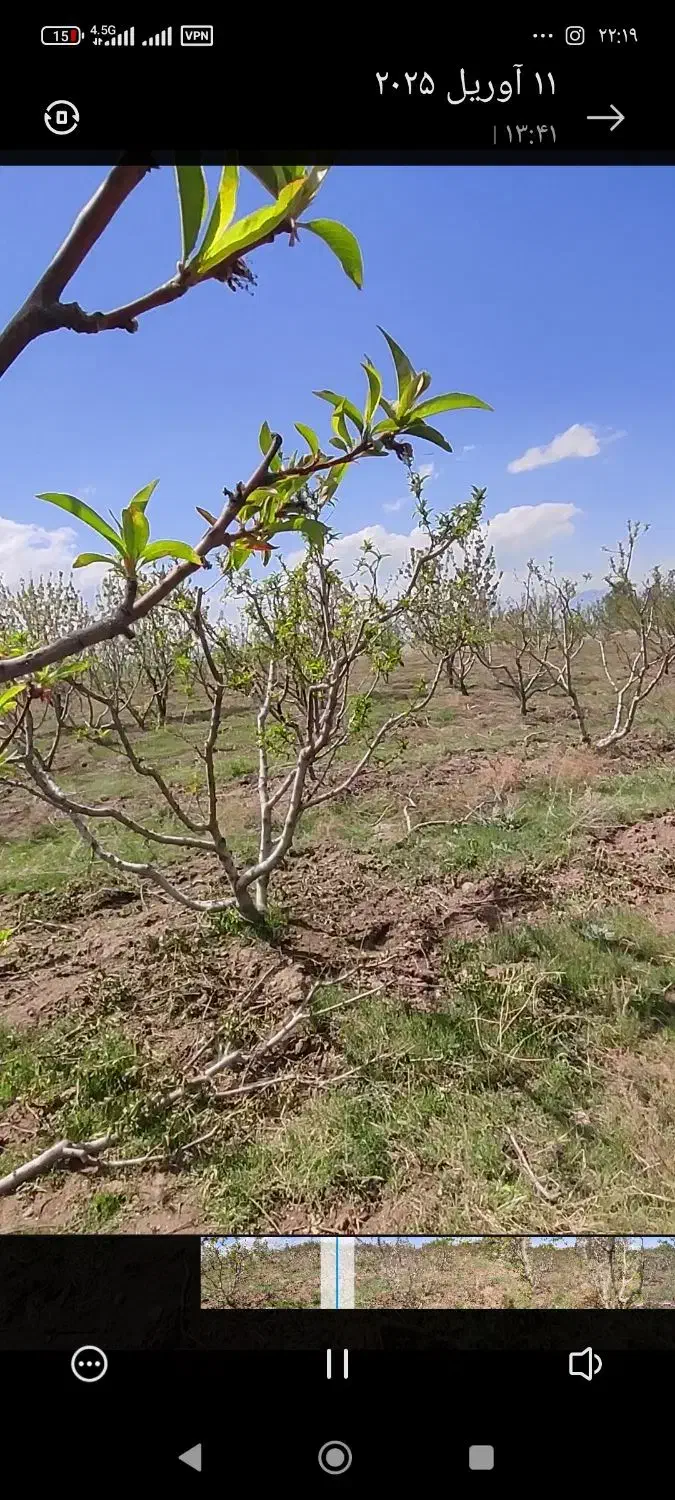 هرس اصولی درختانوشخم درختان توسط دانشجوباغبانی|خدمات باغبانی و درختکاری|مشگین شهر, |دیوار
