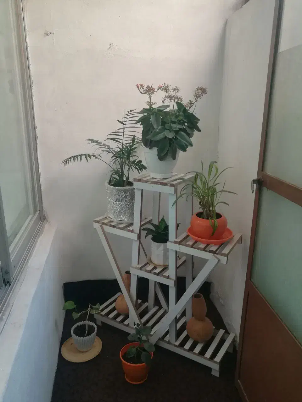 استندگل بزرگ و کوچیک|گل و گیاه طبیعی|شیروان (خراسان), |دیوار