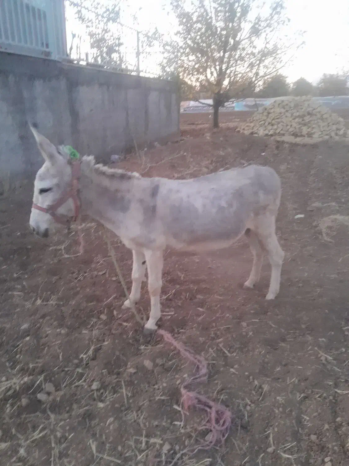 الاغ شازند و کاه یونجه|حیوانات مزرعه|شازند, |دیوار