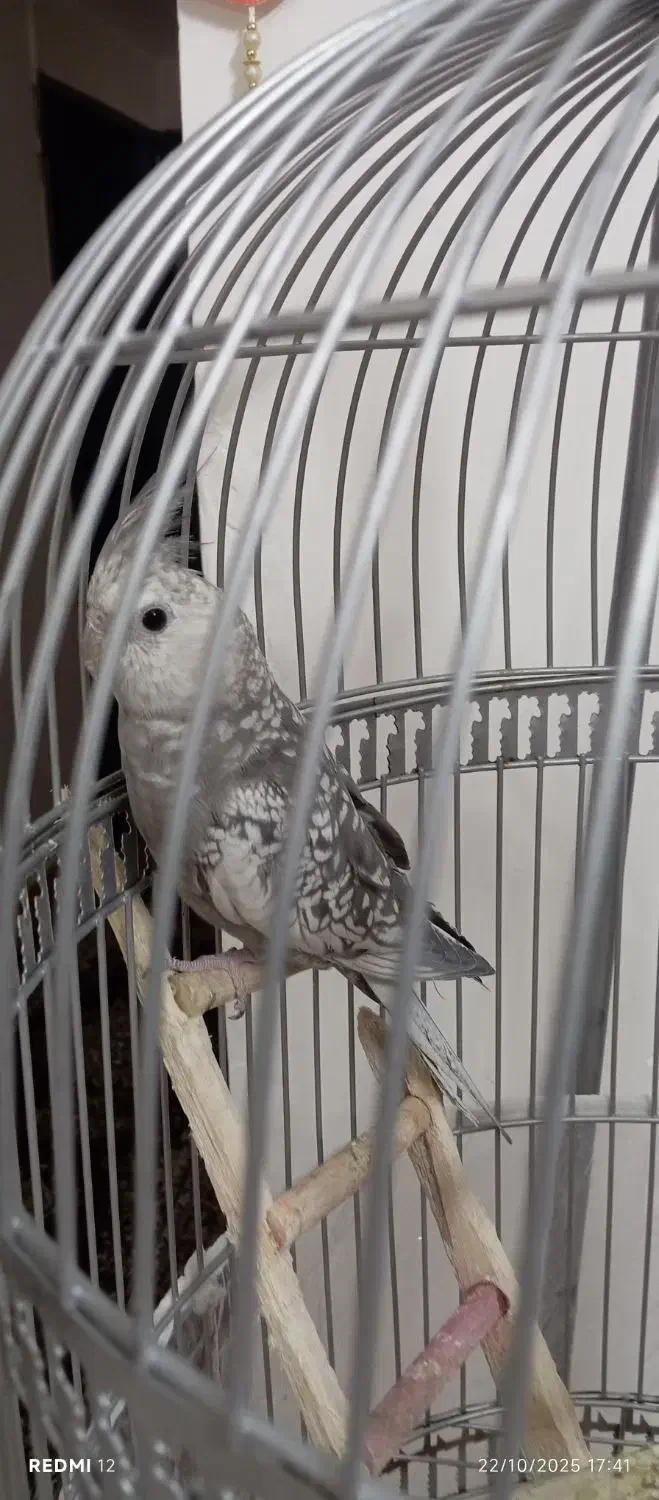 جفت عروس هلندی دستی|پرنده|بیرجند, |دیوار