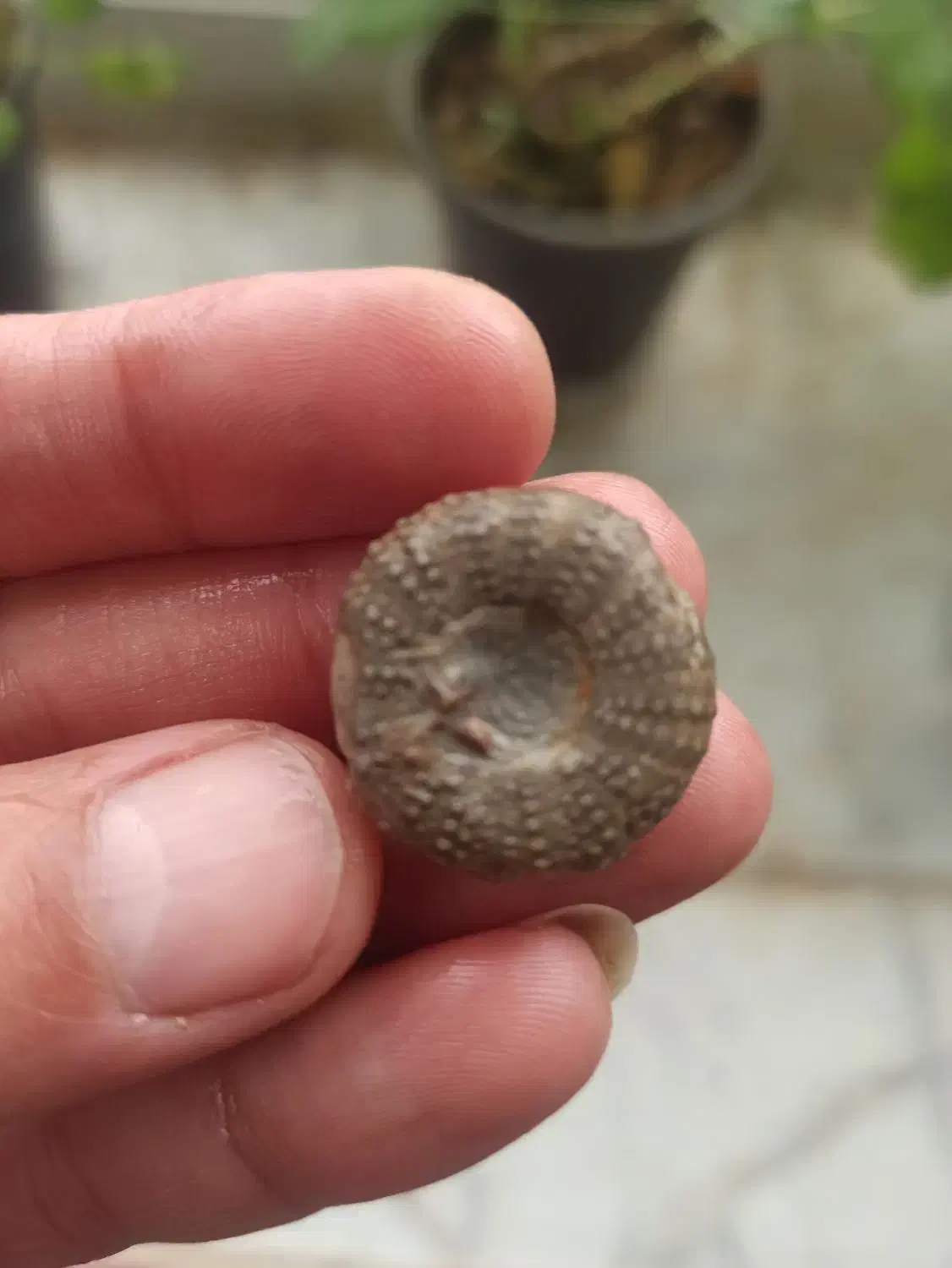 آمونیت ۱۵۰ میلیون ساله عطیقه|کلکسیون اشیاء عتیقه|شاندیز, |دیوار