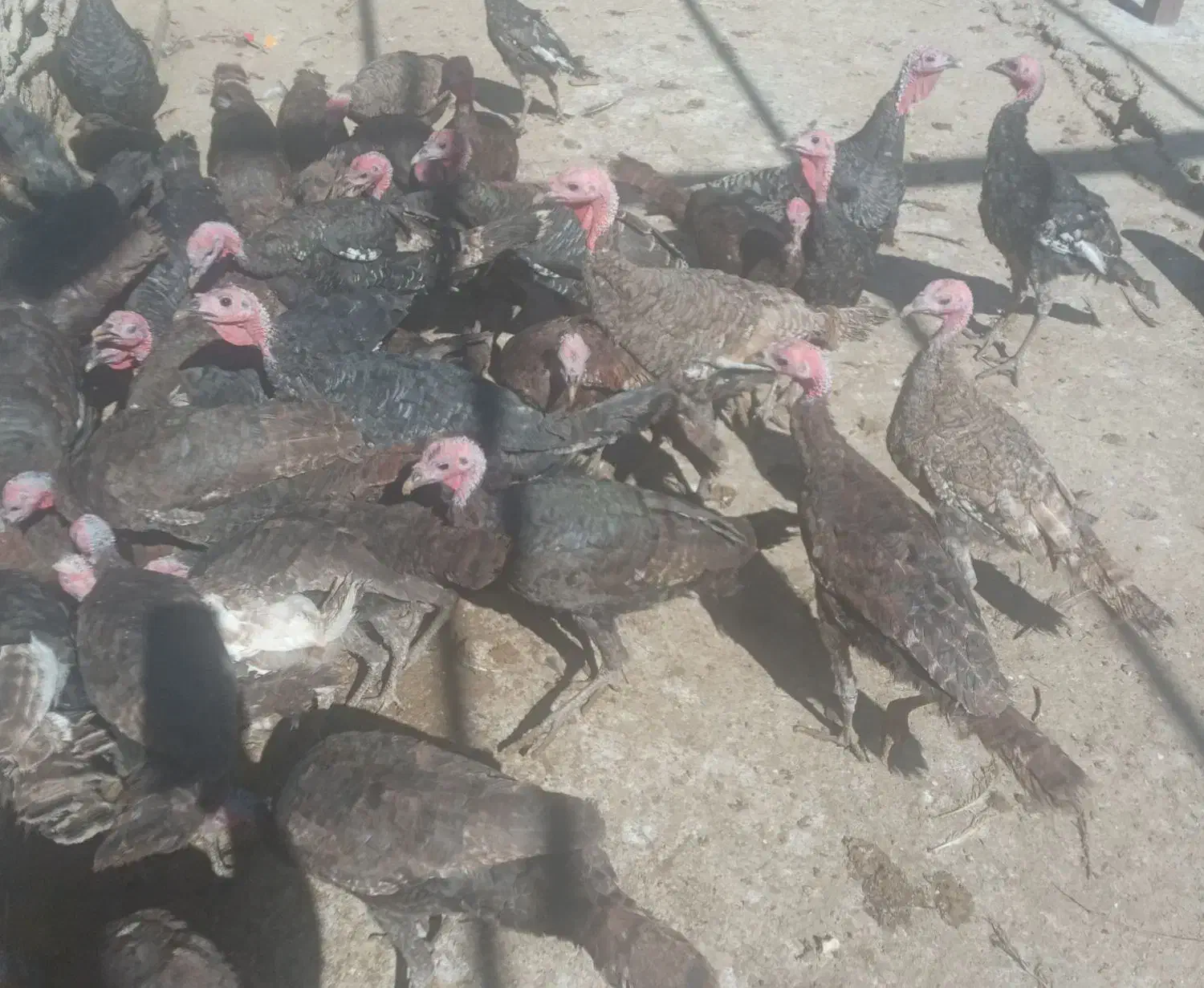 بوقلمون و تعدادی خروس|حیوانات مزرعه|زرنه, |دیوار