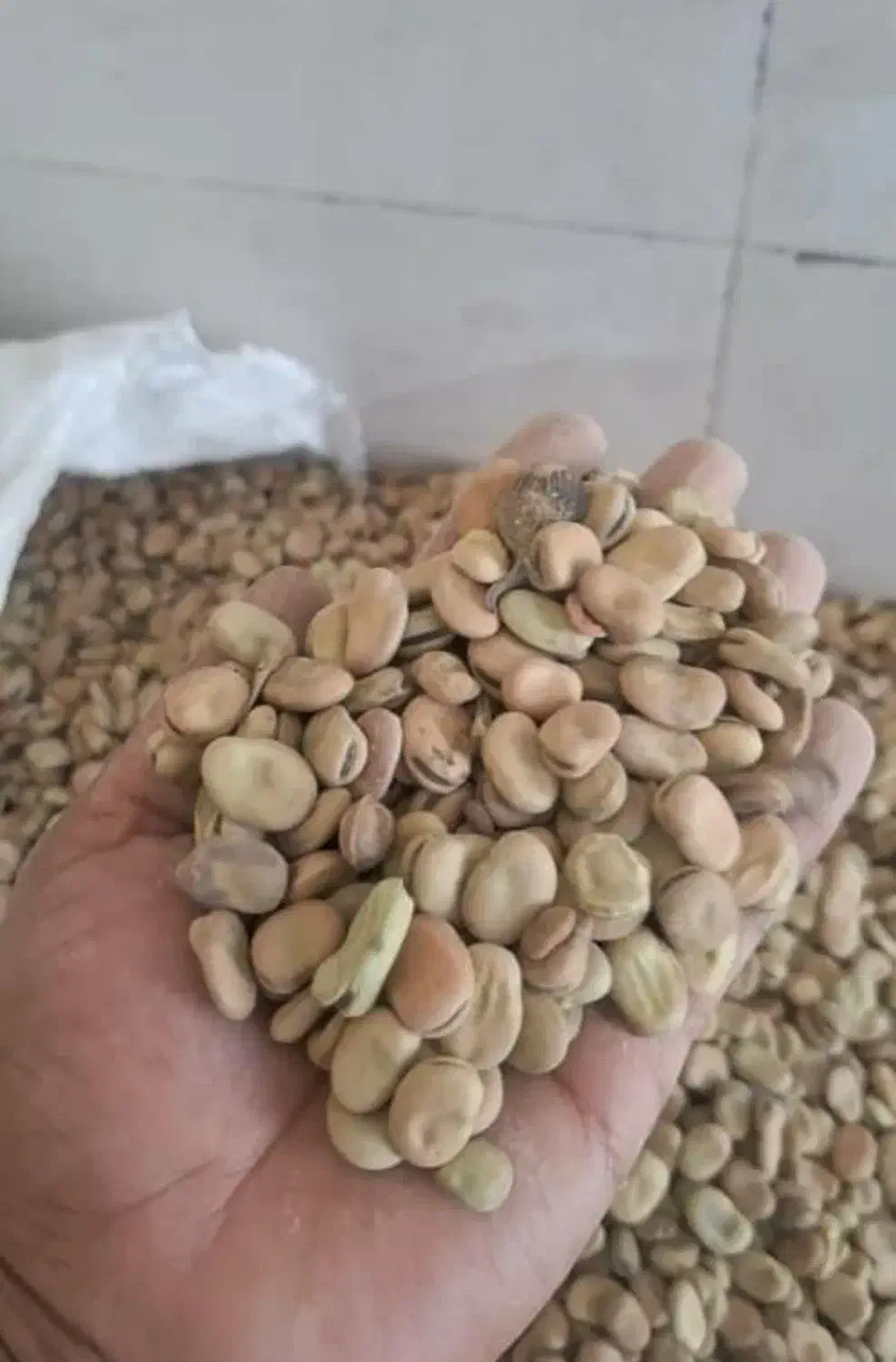 باقله|خوردنی و آشامیدنی|مرودشت, ثبت احوال|دیوار