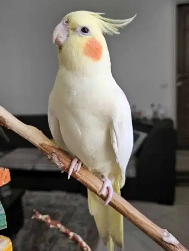 عروس هلندی گم شده|حیوانات|خرمآباد, |دیوار