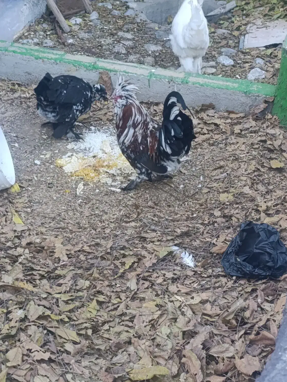 مرغ و خروس|پرنده|ازنا, |دیوار