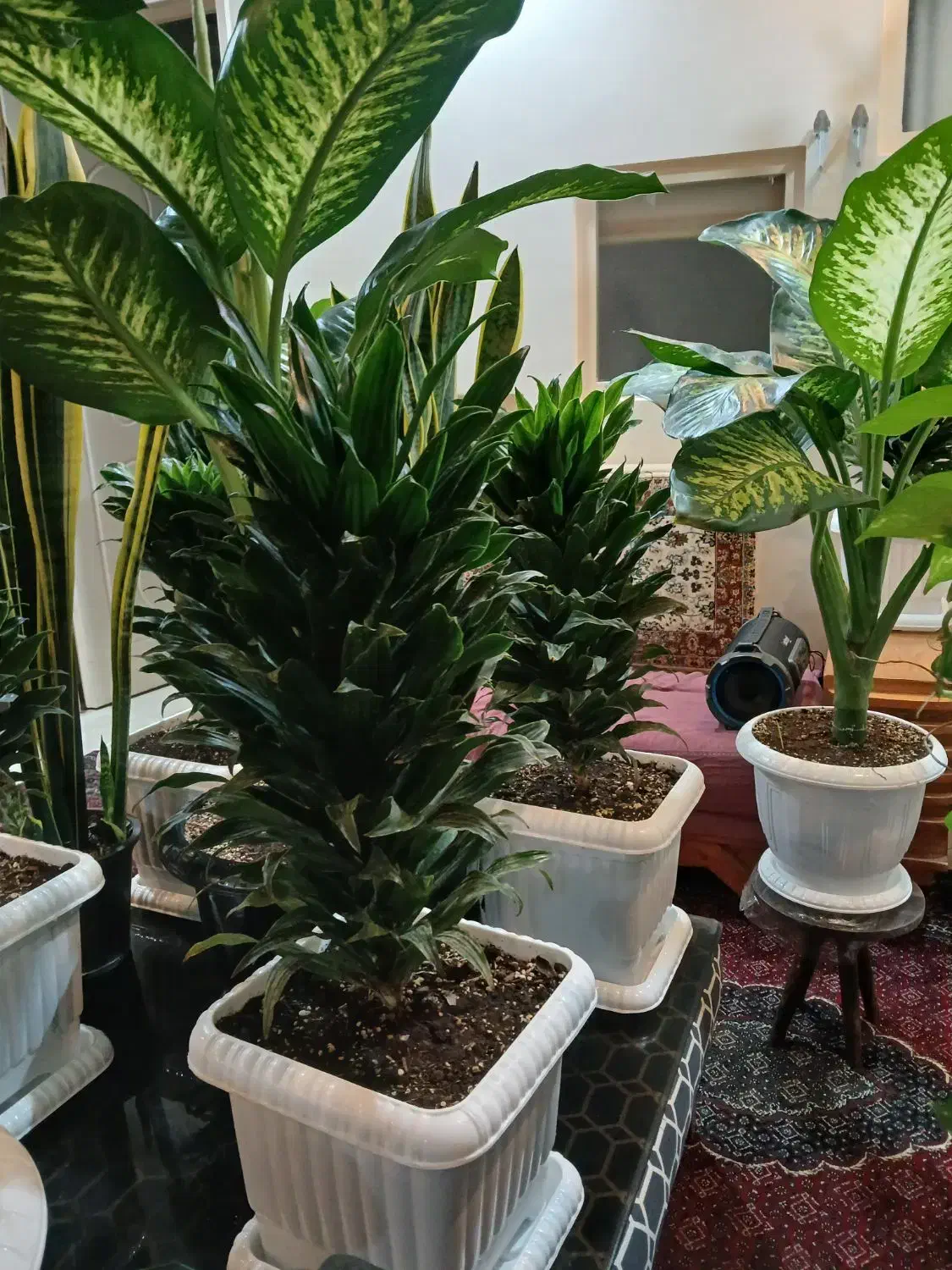 گلهای اپارتمانی سالم به قیمت مناسب|گل و گیاه طبیعی|تهران, دهقان|دیوار