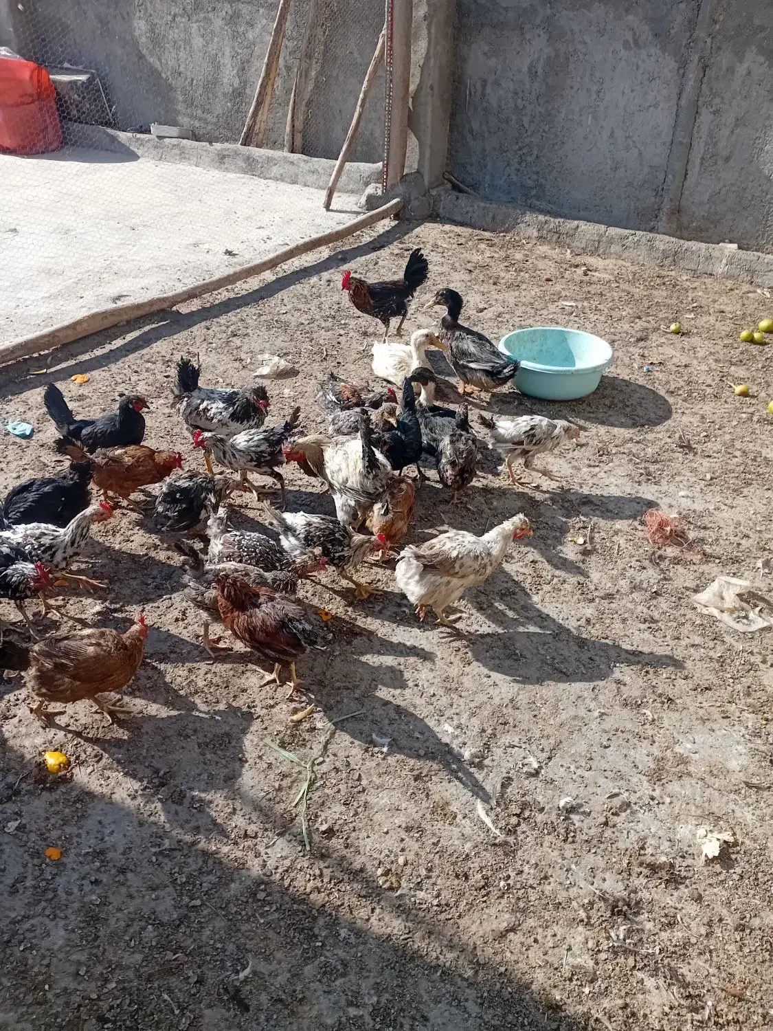 مرغ|حیوانات مزرعه|مبارکه, |دیوار