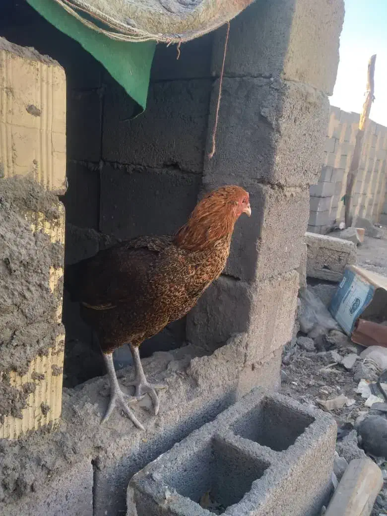 مرغ چابهاری معامله با عروس هلندی|پرنده|میناب, |دیوار