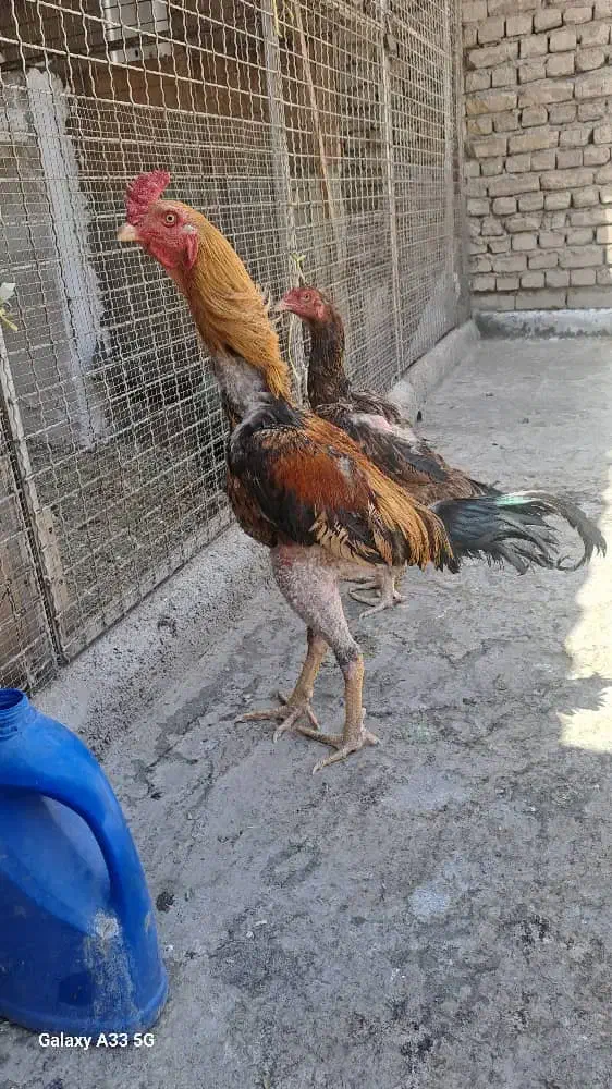 خروس لاری ترک و افغان|حیوانات مزرعه|تهران, مسعودیه|دیوار