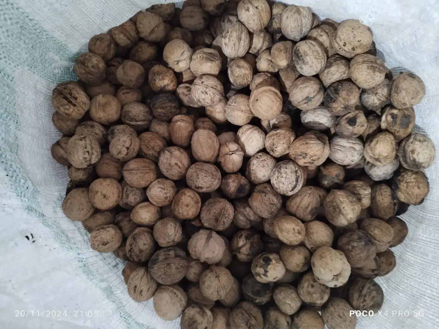 گردوشاهجهان|خوردنی و آشامیدنی|شیروان (خراسان), |دیوار
